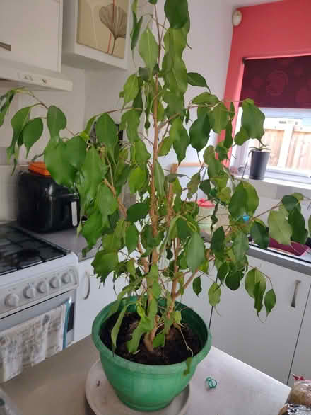 Photo of free Ficus house plant (Alresford CO7) #2