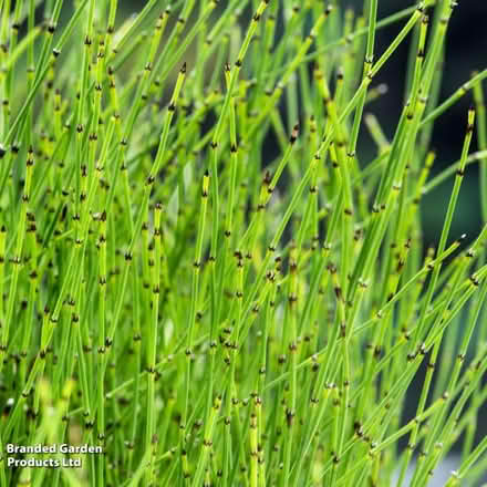 Photo of free Pond Plant Divisions (Sunbury on Thames TW16) #4