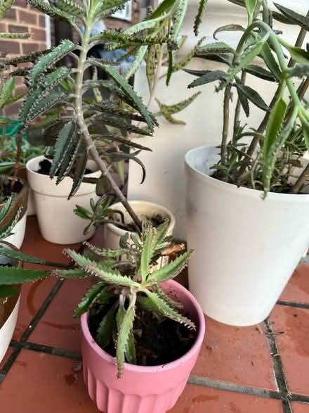 Photo of free Mother of thousands succulent (Hanworth Park TW13) #4