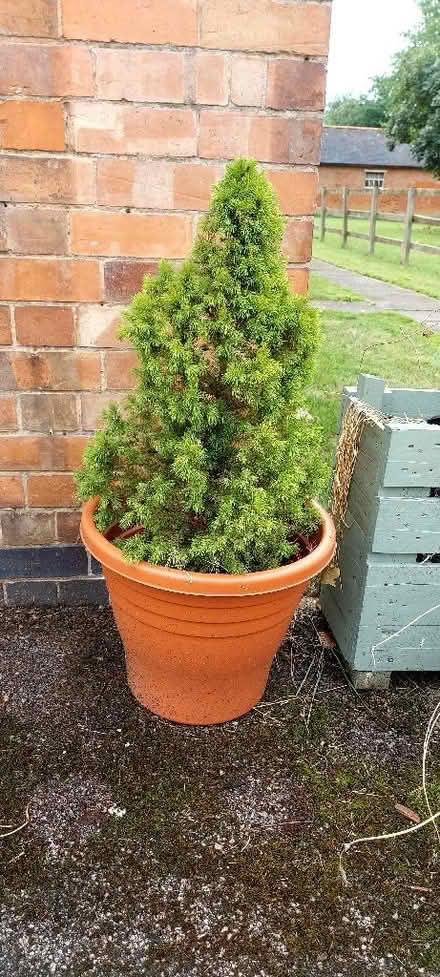 Photo of free Small Conifer Tree in Pot (Harbury CV33) #1