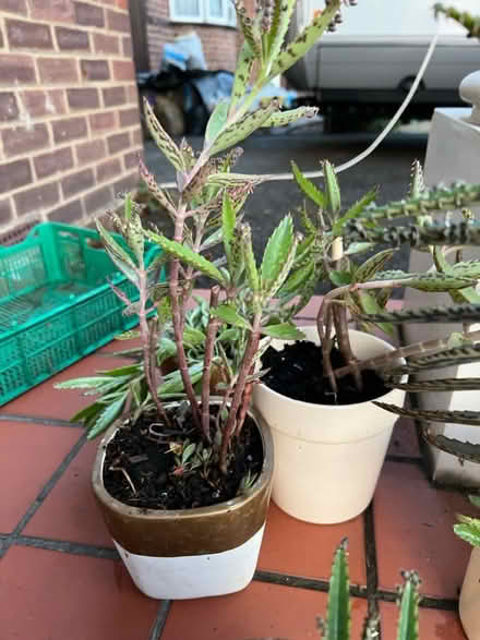 Photo of free Mother of thousands succulent (Hanworth Park TW13) #1