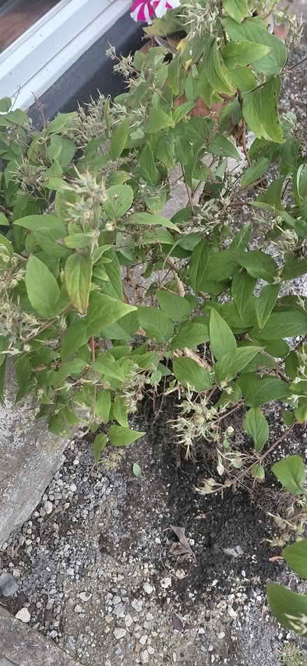 Photo of free Shrub (Sheffield 12 S12) #1