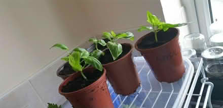 Photo of free Basil plants (Hartwood Green PR6) #1