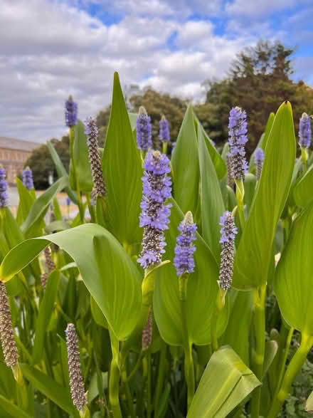 Photo of free Pond Plant Divisions (Sunbury on Thames TW16) #1