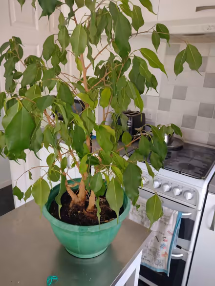 Photo of free Ficus house plant (Alresford CO7) #1