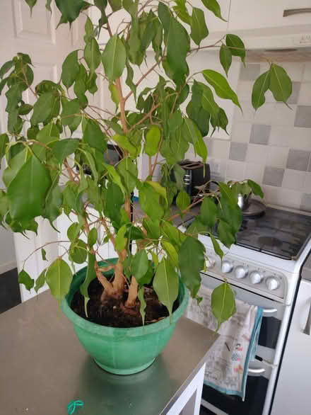 Photo of free Ficus house plant (Alresford CO7) #1
