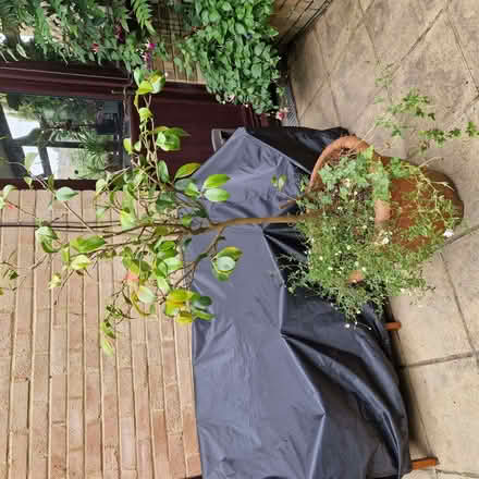 Photo of free Red camellia in large planter (Clive Vale TN35) #1