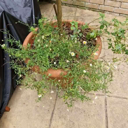 Photo of free Red camellia in large planter (Clive Vale TN35) #3
