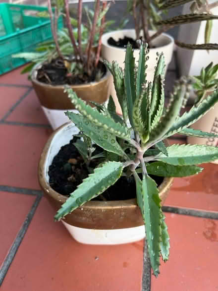 Photo of free Mother of thousands succulent (Hanworth Park TW13) #2