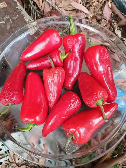 Photo of free Chillies (Booker HP12) #1