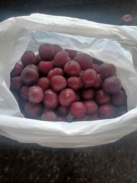 Photo of free Bag of plums (Woodley RG5) #1
