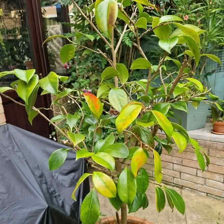 Photo of free Red camellia in large planter (Clive Vale TN35) #2