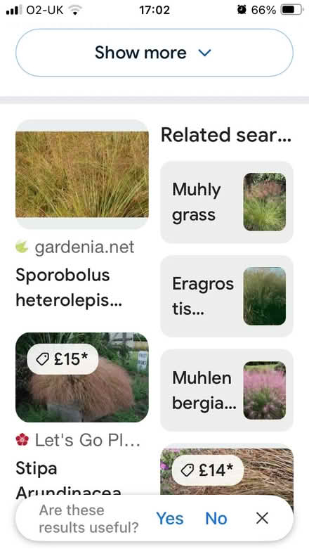 Photo of free Ornamental grass (Riddlesdown CR8) #2