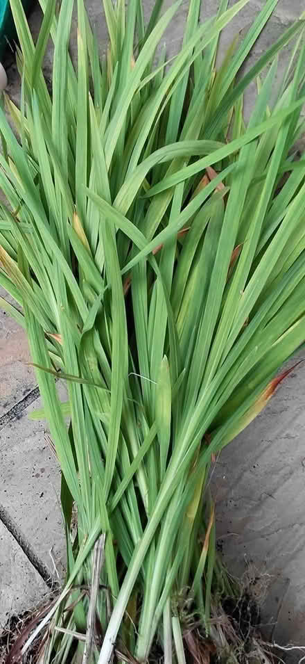 Photo of free Crocosmia plant (Sheffield 12 S12) #3