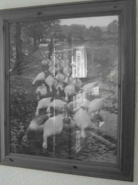 Photo of free large Picture Of Geese (CT12) #1