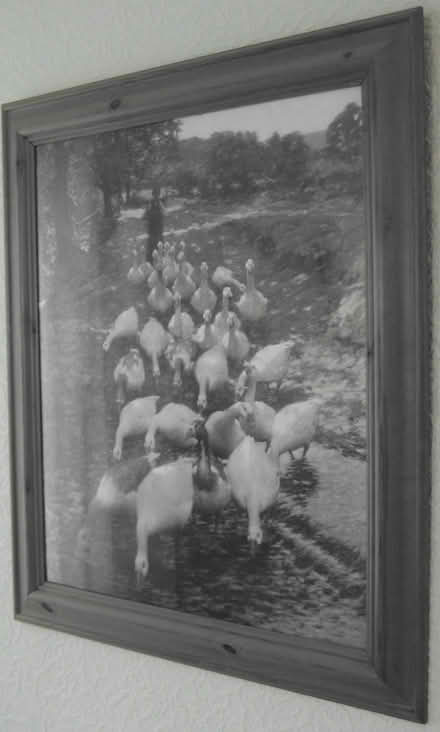 Photo of free large Picture Of Geese (CT12) #2