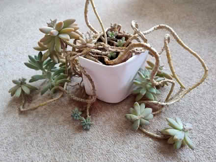 Photo of free Indoor succulent (Bridlington YO15) #1