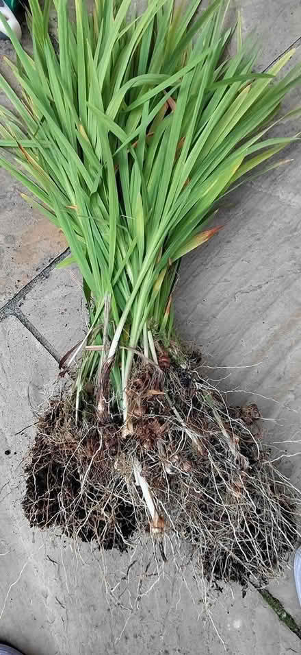 Photo of free Crocosmia plant (Sheffield 12 S12) #2