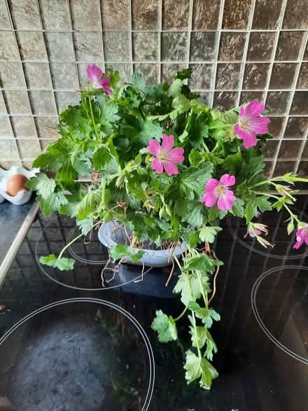 Photo of free Hardy Pink Geranium clump (Morden SM4) #3