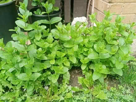 Photo of free Resh Mint (BD3, Barkerend) #1