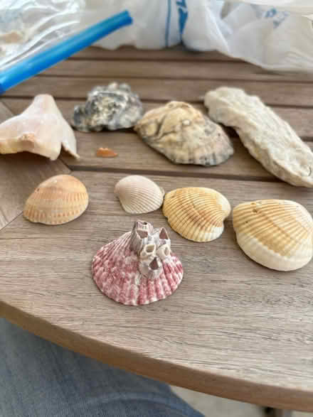 Photo of free Sea shells (West Highland area) #1