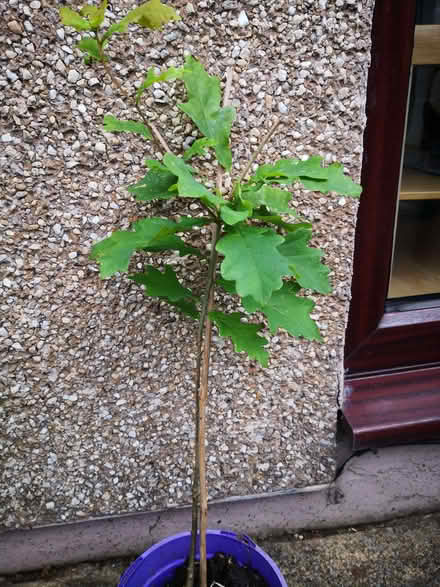 Photo of free Oak sapling (Burneside LA9) #3