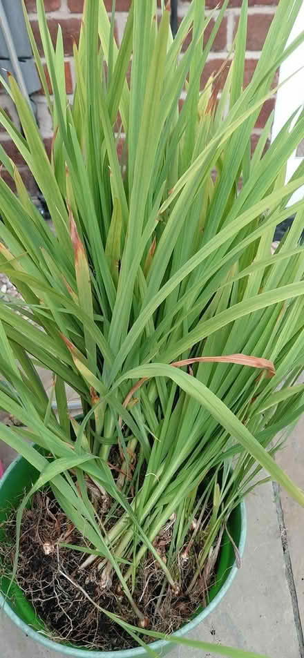 Photo of free Crocosmia plant (Sheffield 12 S12) #1