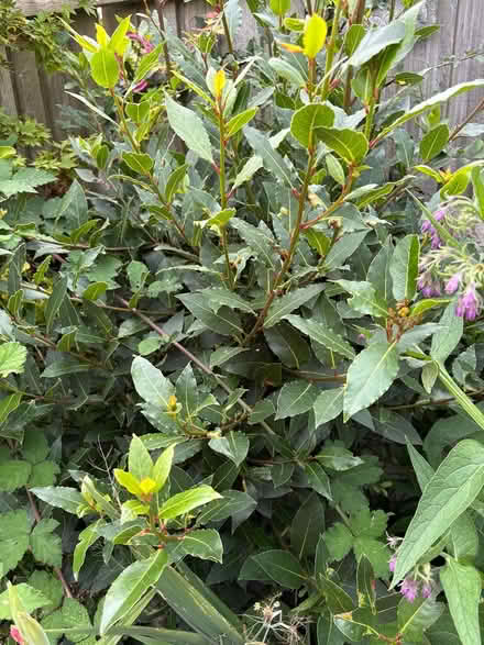 Photo of free Bay leaves fresh branches (LA3 Morecambe) #1