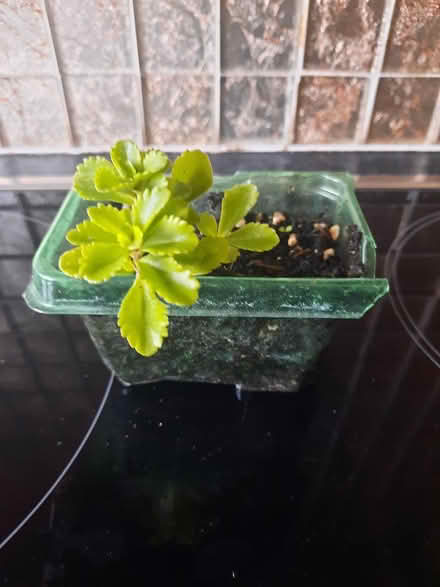 Photo of free Sedum yellow cutting (Morden SM4) #2