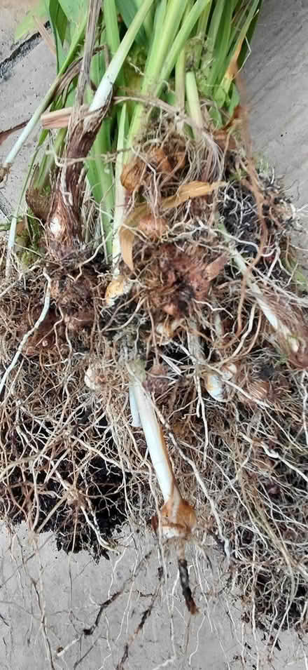 Photo of free Crocosmia plant (Sheffield 12 S12) #4