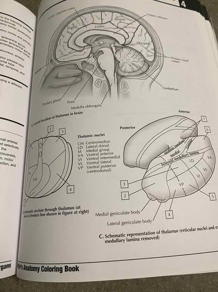Photo of free Netter's Anatomy Coloring Book (East side of Columbia) #2