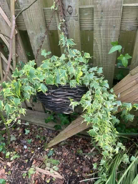 Photo of free Variegated ivy (Roundswell EX31 3) #1