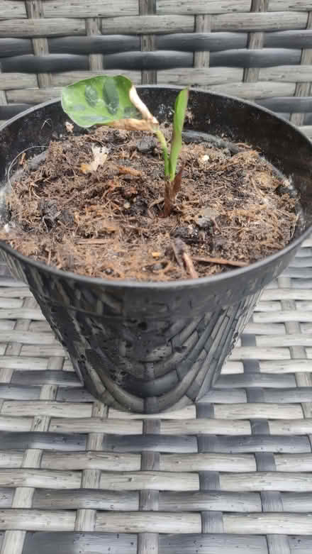 Photo of free Small indoor prayer plant (Chislehurst BR7) #1