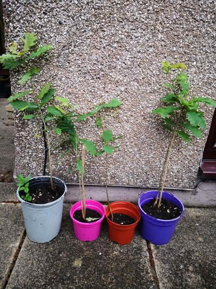 Photo of free Oak sapling (Burneside LA9) #2