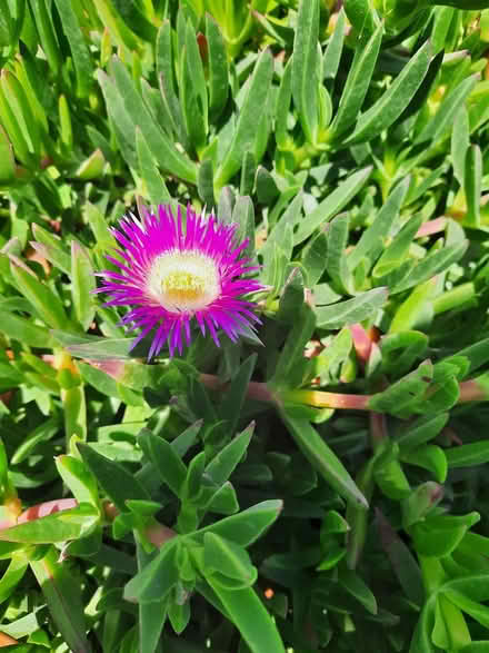 Photo of free Carpobrotus ice plant (Morden SM4) #1