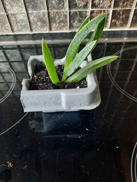 Photo of free Carpobrotus ice plant (Morden SM4) #2