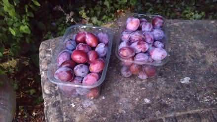 Photo of free Windfall plums (Leckhampton GL53) #1