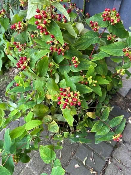 Photo of free Garden plant (Longsight M18) #1