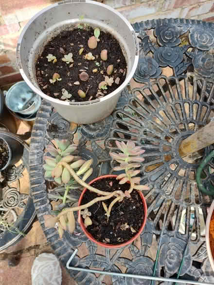 Photo of free Succulents (Bratton) #1