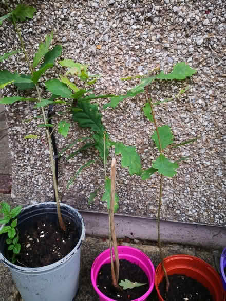 Photo of free Oak sapling (Burneside LA9) #1