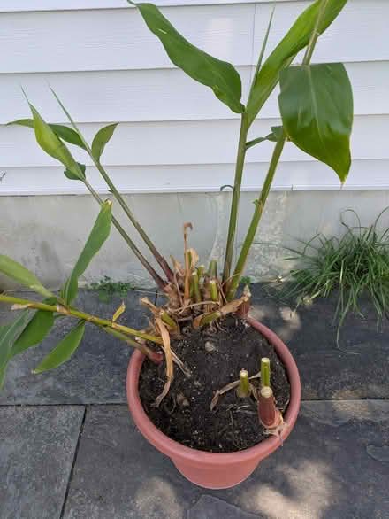 Photo of free "wild cardamom" plant cuttings (Brooktondale) #1