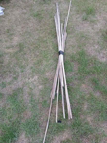 Photo of free Bamboo canes (Rydon Park EX2) #1