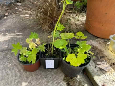 Photo of free Garden Plants (B) (Morecambe LA4) #1
