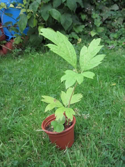 Photo of free tree peony seedling (Cambuskenneth FK9) #1
