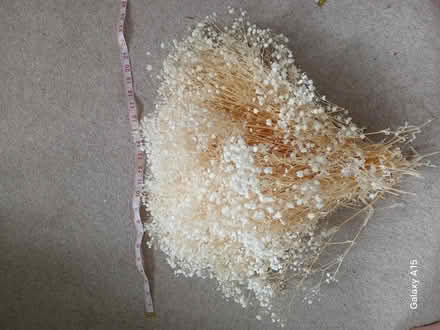 Photo of free Dried baby's breath (Atherstone) #1