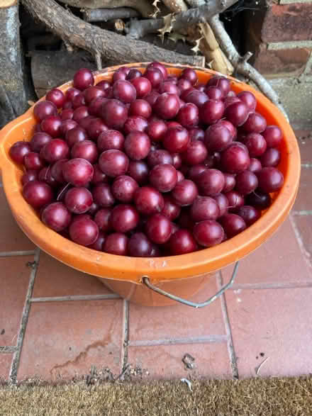 Photo of free Cherry plums (St Albans AL1) #2