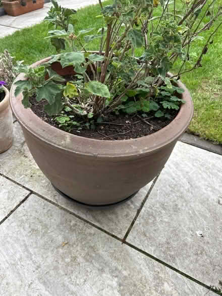 Photo of free Large plant pot & plant (Stobhill NE61) #1