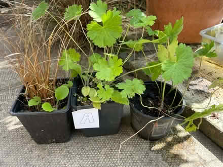 Photo of free Garden Plants (A) (Morecambe LA4) #1
