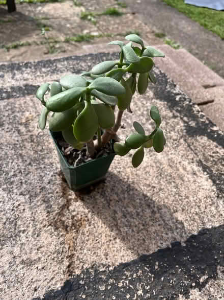 Photo of free Plant (Radstock) #1