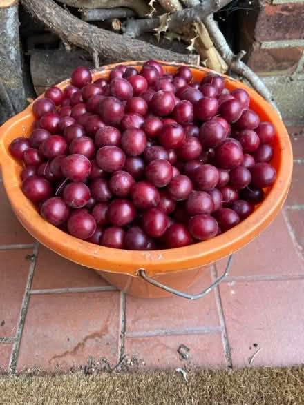 Photo of free Cherry plums (St Albans AL1) #4